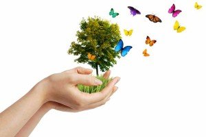 hand holding tree with butterflies