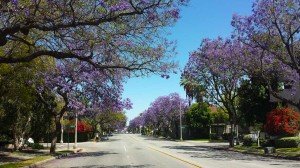 Jacaranda Trees on Del Mar (Photo - Staff).