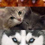 Pasadena Humane Brings Adoptable Pets to Local Stores for National Adoption Week