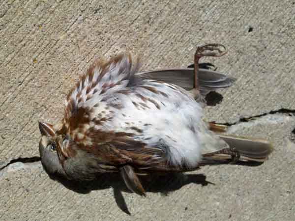 Dead bird