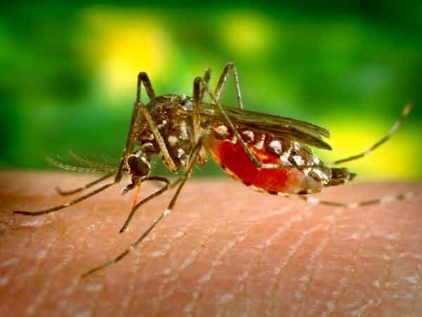 West Nile Virus