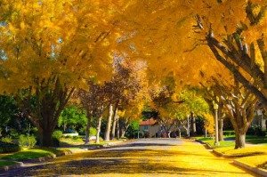 yellow colored trees