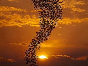 a group of birds over sunset