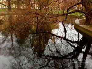 water reflecting trees above
