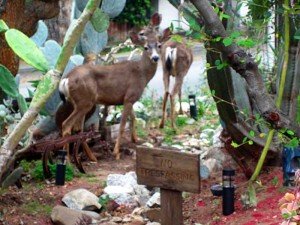 Deer in Sierra Madre (Photo - Jean Sudbury).