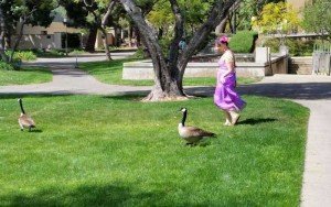 Walking with geese (Photo - RIck Wilson, Caltech campus, Pasadena).