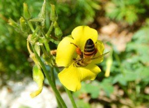 A close-up of a bee in an Oxalis clover flower (Photo - Jean Sudbury).