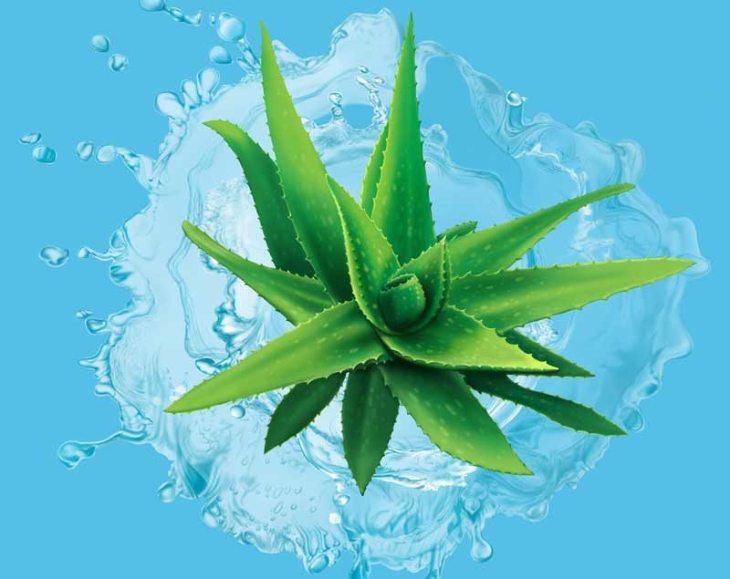 Aloe Vera (Photo - irinapulatova.com).