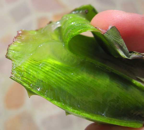 Aloe Vera gel juice extract (Photyo - Pava, wikimedia.com).
