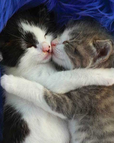 Pasadena Humane Hosts Kitten Shower 2026