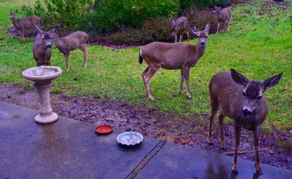 Waiting deer (Photo - Gail Radice).