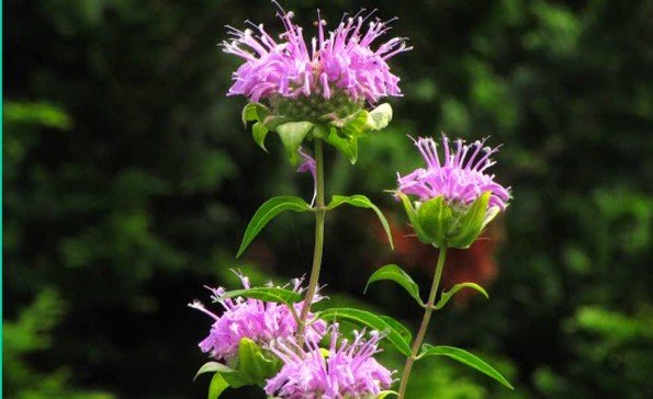 Bee balm (Photo - Barbara Kaufmann).