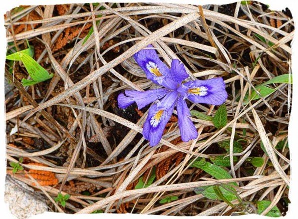 Dwarfiris (Photo - Michael Rehling)