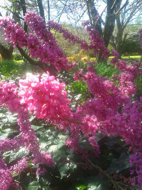 Redbud (Photo - Peggy Castro).