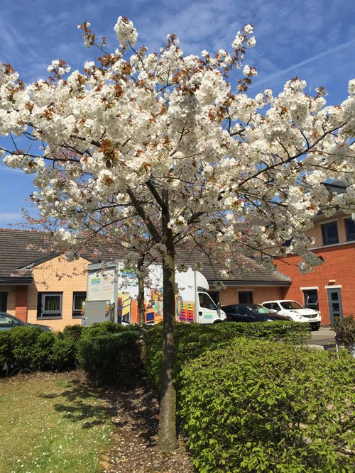 Plum blossoms, Birmingham, UK (Photo - Shrikaanth Krishnamurthy).