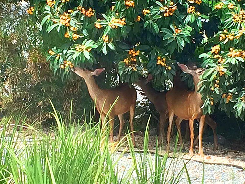 two deers eating oquates fruit from a tree