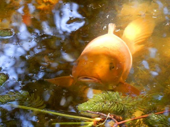 Golden fish at the Storrier Stearns Garden (Photo - Rick Wilson).
