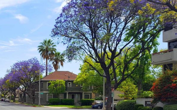 trees in a neighborhood