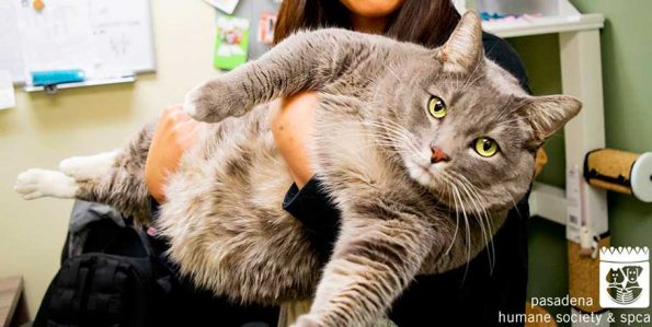 30-pound William Meoward Taft (Photo - pasadenahumane.org).