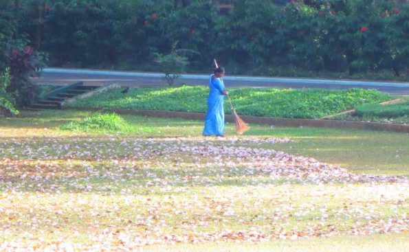 Tree of flowers, sweeping in India (Photo - Kathabela Wilson).