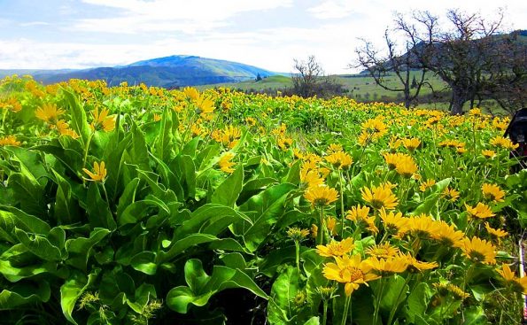 Balsam root (Photo - Margaret Chula).