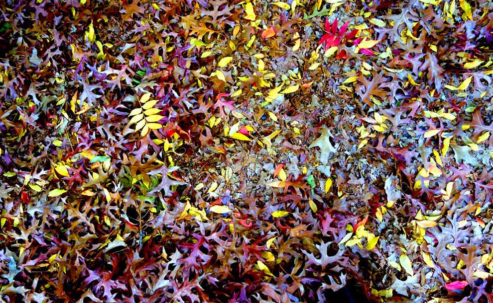 A Mosaic of Autumn Leaves, Canberra, 2016 (Photo - Marietta McGregor).