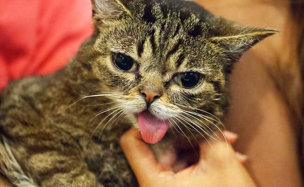 CatCon Bub (Photo - catconworldwide.com).