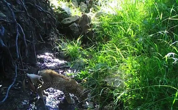 A still frame of a Bobcat family captured on video by the Arroyos & Foothills Conservancy (Photo - YouTube).