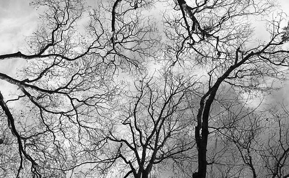 Winter Silence by Stevie Strang.