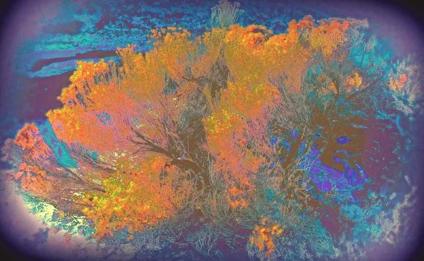 Blood Blue Moon (Photo - Mike Duffy).