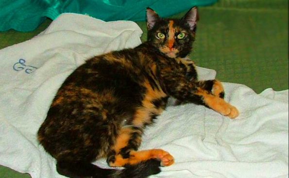 Tortie (Photo - Pris Campbell).