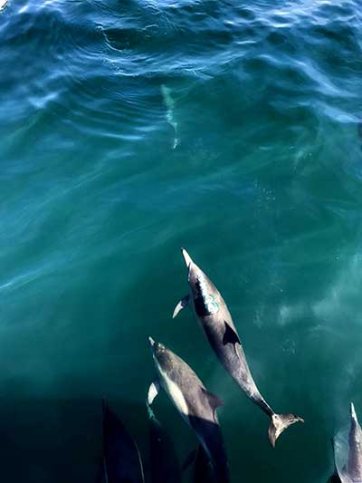 Good Bye Hour (Photo - Lois P. Jones).