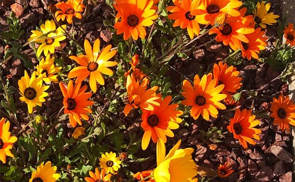 Wildflowers (Photo - Rosemary Bryerton-Schiff).