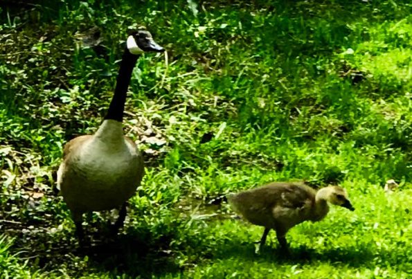 Mom and gosling (Photo - Marilyn Ashbaugh).