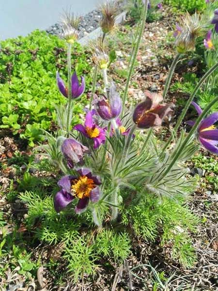 This photo was taken at the Rooftop Garden. Olga and Marta shared a room at the hospital (Photo - Olga Chrost).