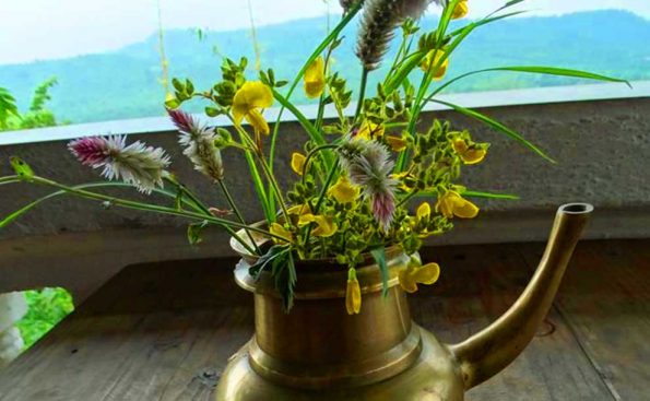 Wild flowers at Banyan Bliss, India (Photo - Beata Wrzal).