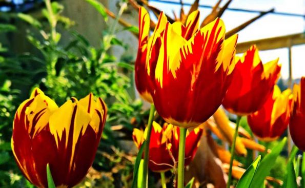 Tulips on my balcony in Bologna (Photo - Giulio Salvadori).
