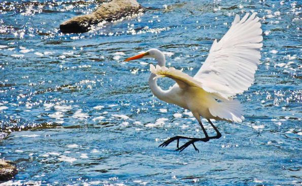 Great egret (Photo - Robert Stewart).