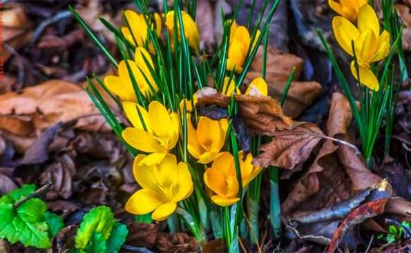 Photo by Robert Johnston.