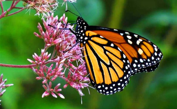 Monarch (Photo - Robin White).