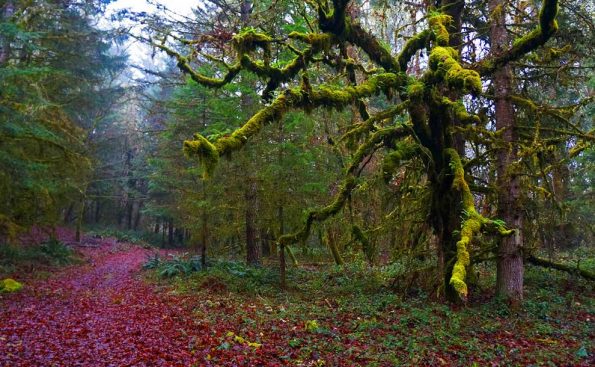 Corvallis forest (Photo - Sharon Hawley).