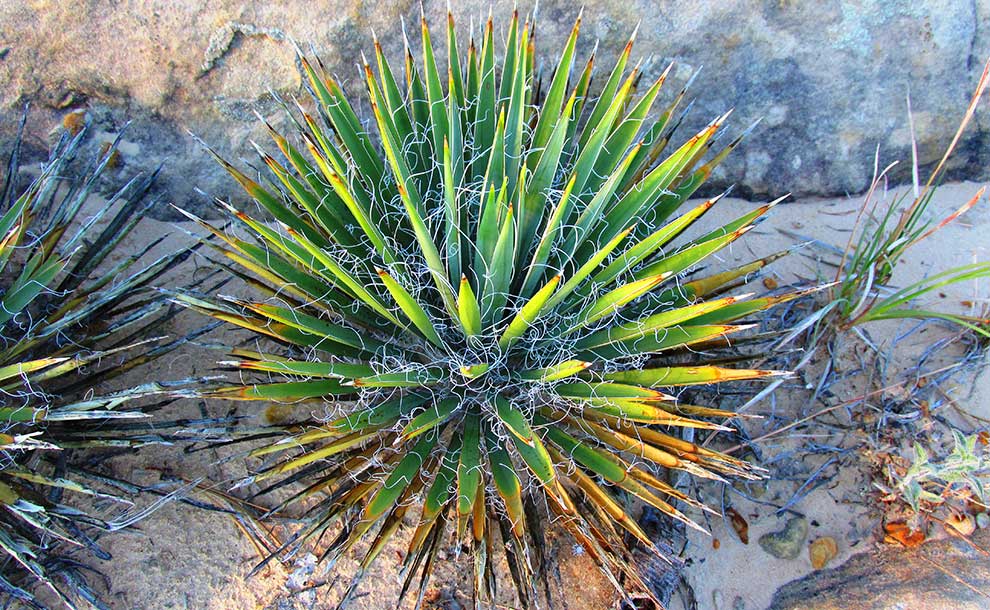 Yuca (Photo - brewbooks).