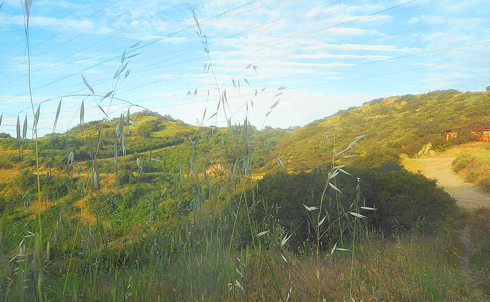 In the Flintridge hills looking toward Pasadena this grass really is close to being as high as an elephant's eye (Photo - Reg Green)