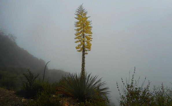 A colorful yellow plant on a foggy cold day in the San Gabriel Mountains