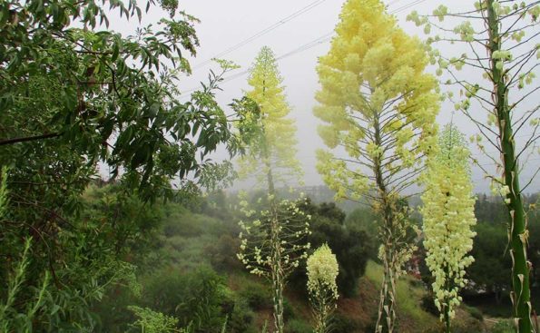 yuccas in bloom on a gloomy day inJune