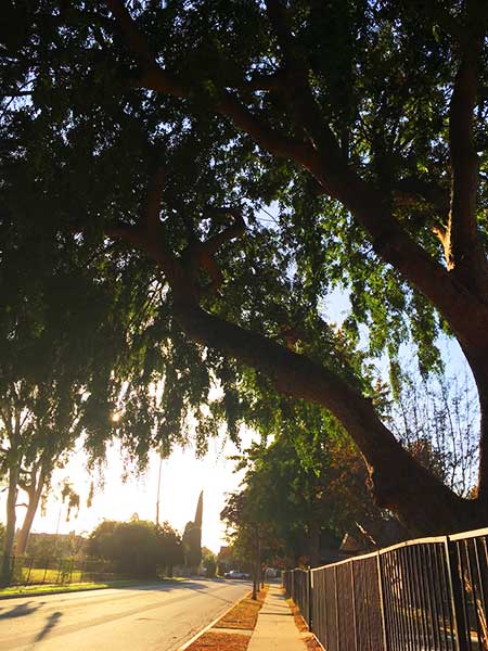 A before photo of trees and shades