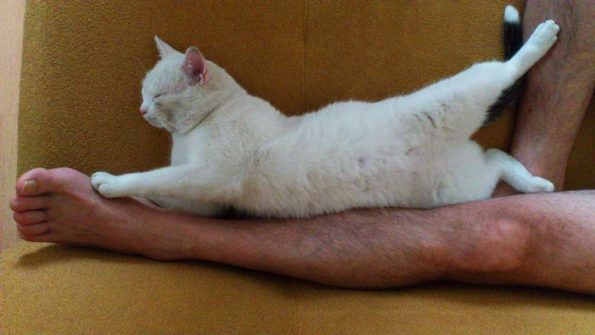 A cat stretching on the legs of its owner