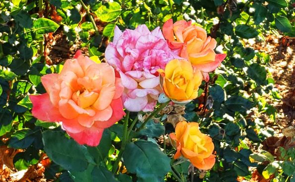 a bouquet of roses orange pink and yellow