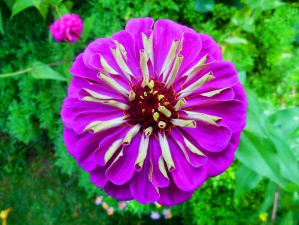A purple and yellow flower