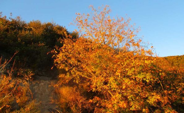 a yellow plant with greenery behind it on a calm day